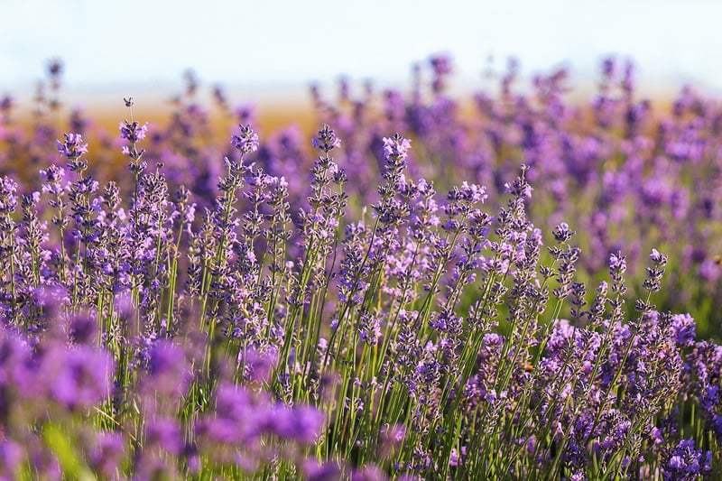 Flowering Plants