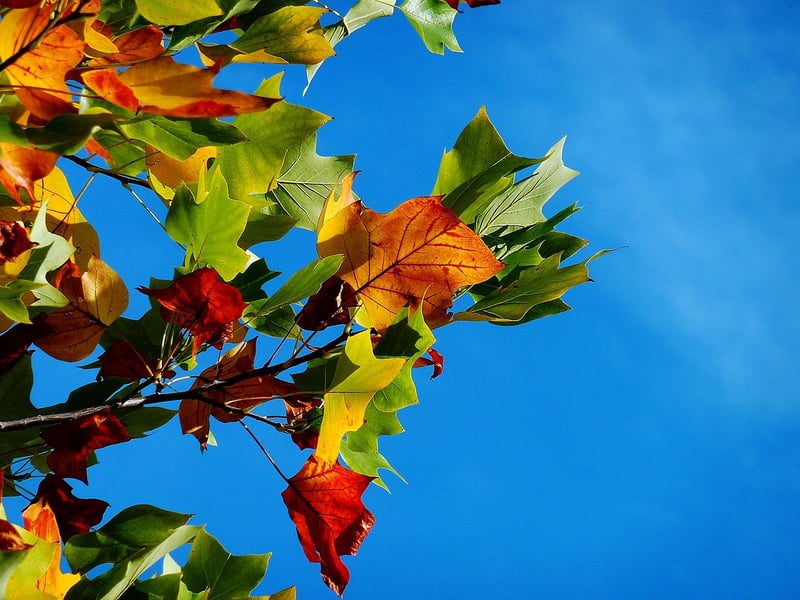 Cozy Fall Foliage