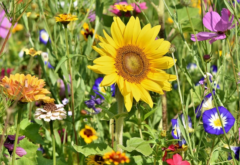 Flower pruning