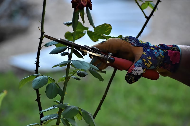Rejuvenation pruning