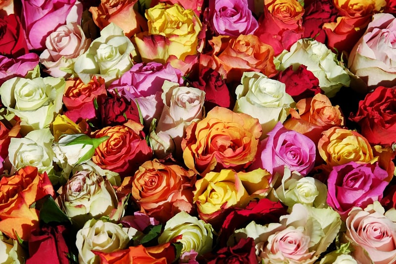 Rose Flower
