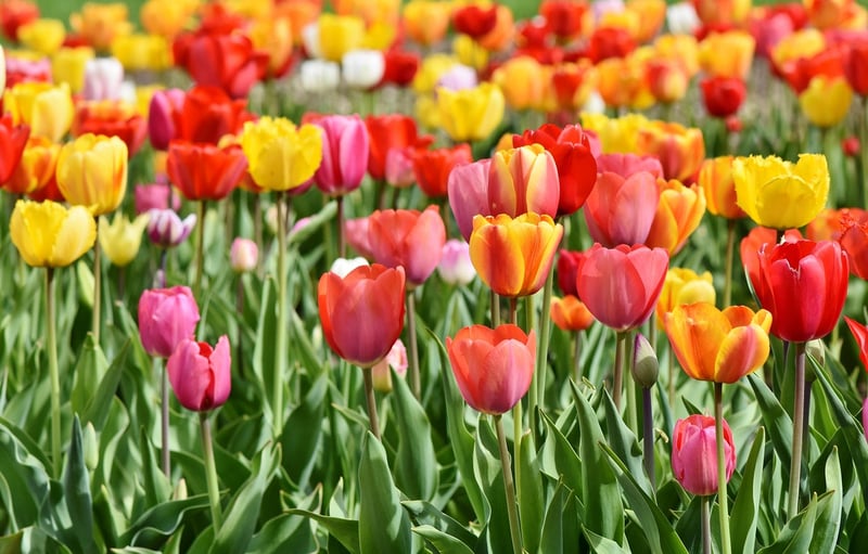 Spring Blossoms