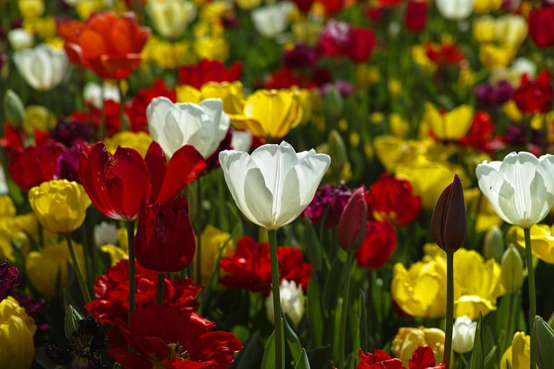 Tulips Garden