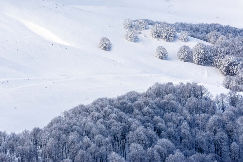 Winter Wonderland